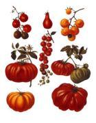 Ernst Benary art print