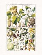 Gesner art print