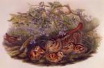 John Gould art print