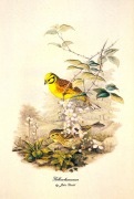 John Gould art print