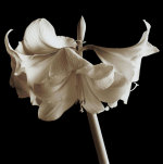 Amaryllis giclee art print