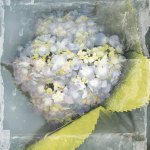 Antique Bloom giclee art print