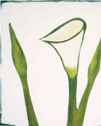 Arum, 2003 art print
