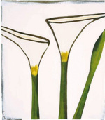 Arum, 2003 art print