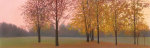 Autumn Dawn, Maples giclee art print