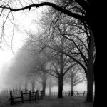 Black and White Morning giclee art print