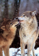 Boreal Interlude, Canada giclee art print