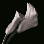 Calla Lilies giclee art print