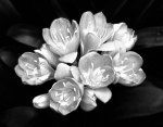 Camellia Bloom giclee art print