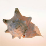 Conch giclee art print