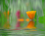 Coquelicots jaune art print