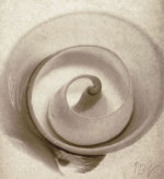 Cut Shell giclee art print