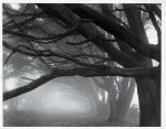 Cypresses, Skyline Drive, South San Francisco, 1996 giclee art print