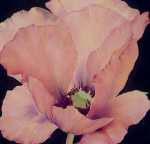 Delicate Pink Poppy art print