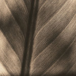 Details giclee art print