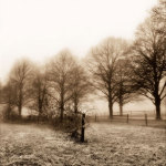Fence Row and Trees giclee art print
