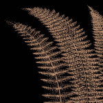 Fern I (on black) giclee art print