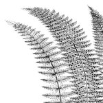 Fern I (on white) giclee art print