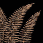 Fern II (on black) giclee art print