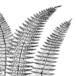Fern II (on white) giclee art print