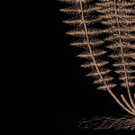 Fern III (on black) giclee art print