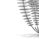 Fern III (on white) giclee art print