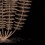 Fern IV (on black) giclee art print