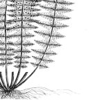 Fern IV (on white) giclee art print