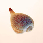 Fig Shell giclee art print