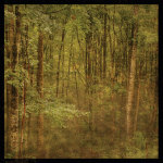 Fog in Mountain Trees giclee art print