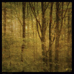 Fog in Mountain Trees No. 2 giclee art print
