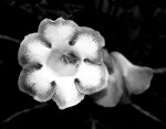 Gloxinia giclee art print