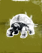 Graf Tortoise art print