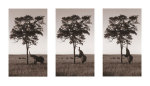 Kichwa Tembo, Masai Mara giclee art print