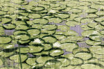 Les Nympheas giclee art print