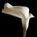 Lily giclee art print