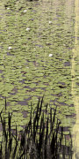 Lily Pond III giclee art print