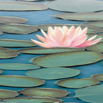 Lily Pool II art print