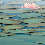 Lily Pool III art print