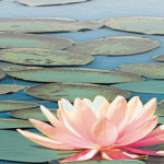 Lily Pool IV art print