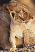 Lioness and Cub art print