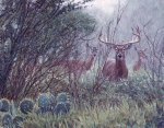 Lone Star Whitetail giclee art print