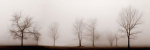 Misty Meadow giclee art print