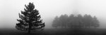 Misty Pines giclee art print