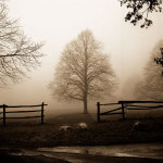 Morning Texture giclee art print