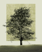 Nature's Shapes II giclee art print