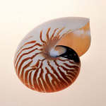 Nautilus giclee art print
