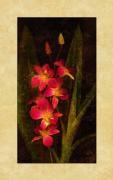 John Seba art print