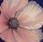Pale Pink Petals art print