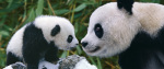 Panda Bear With Cub art print